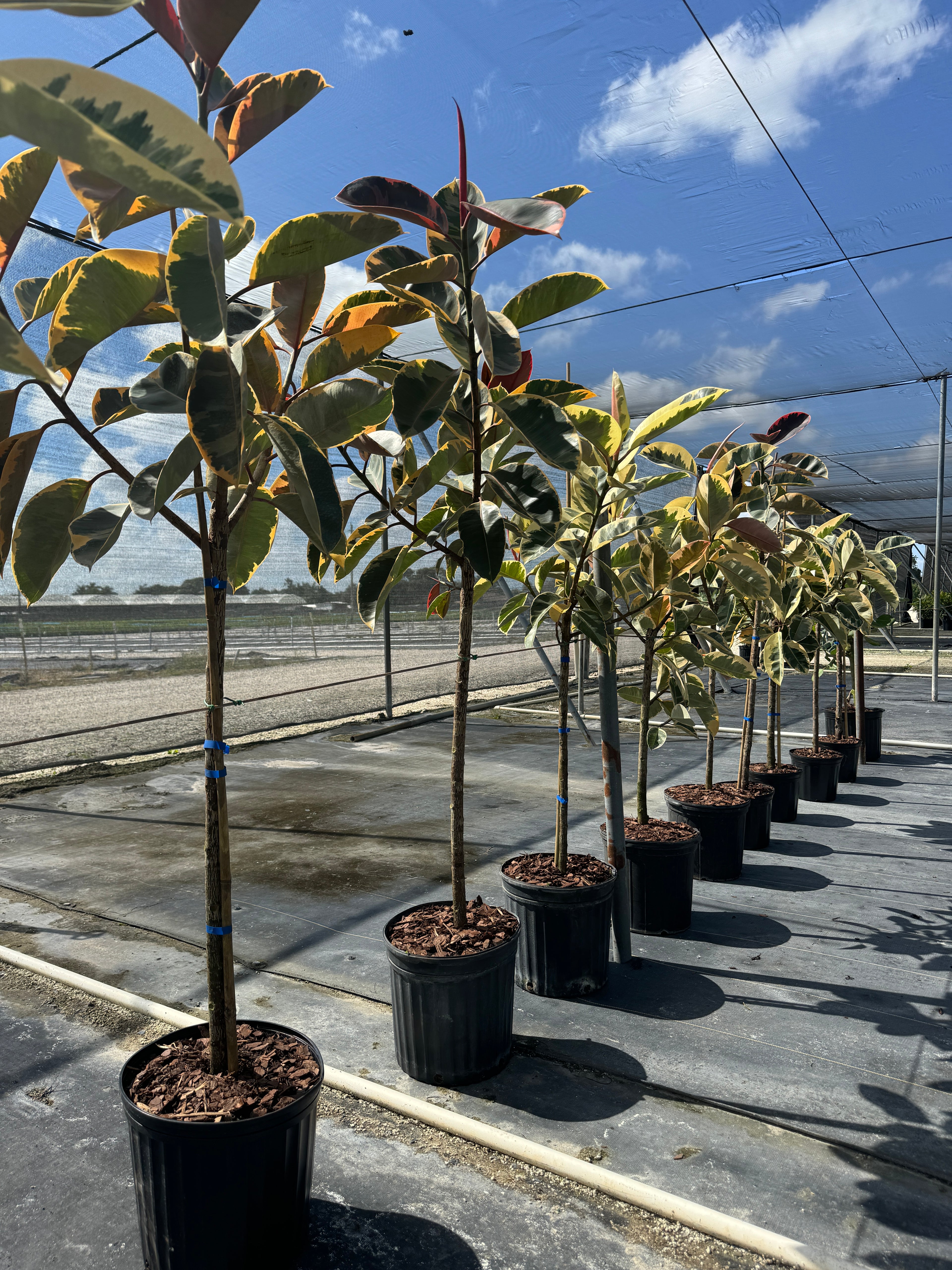 Ficus Tineke Tree Form Single Stem, Variegated Elastica Rubber Tree Decora