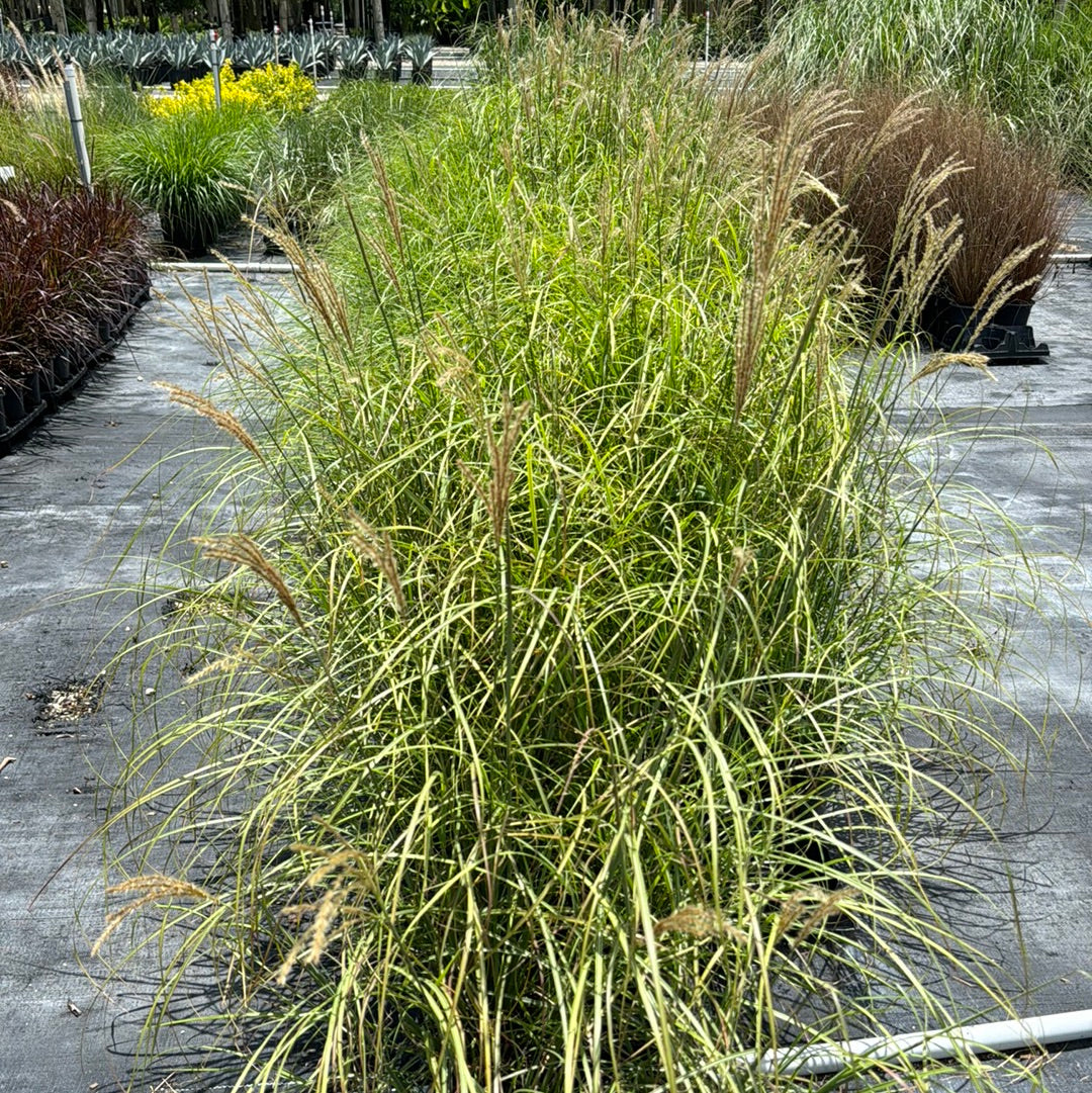 Maiden Grass Little Miss Dwarf, Miscanthus