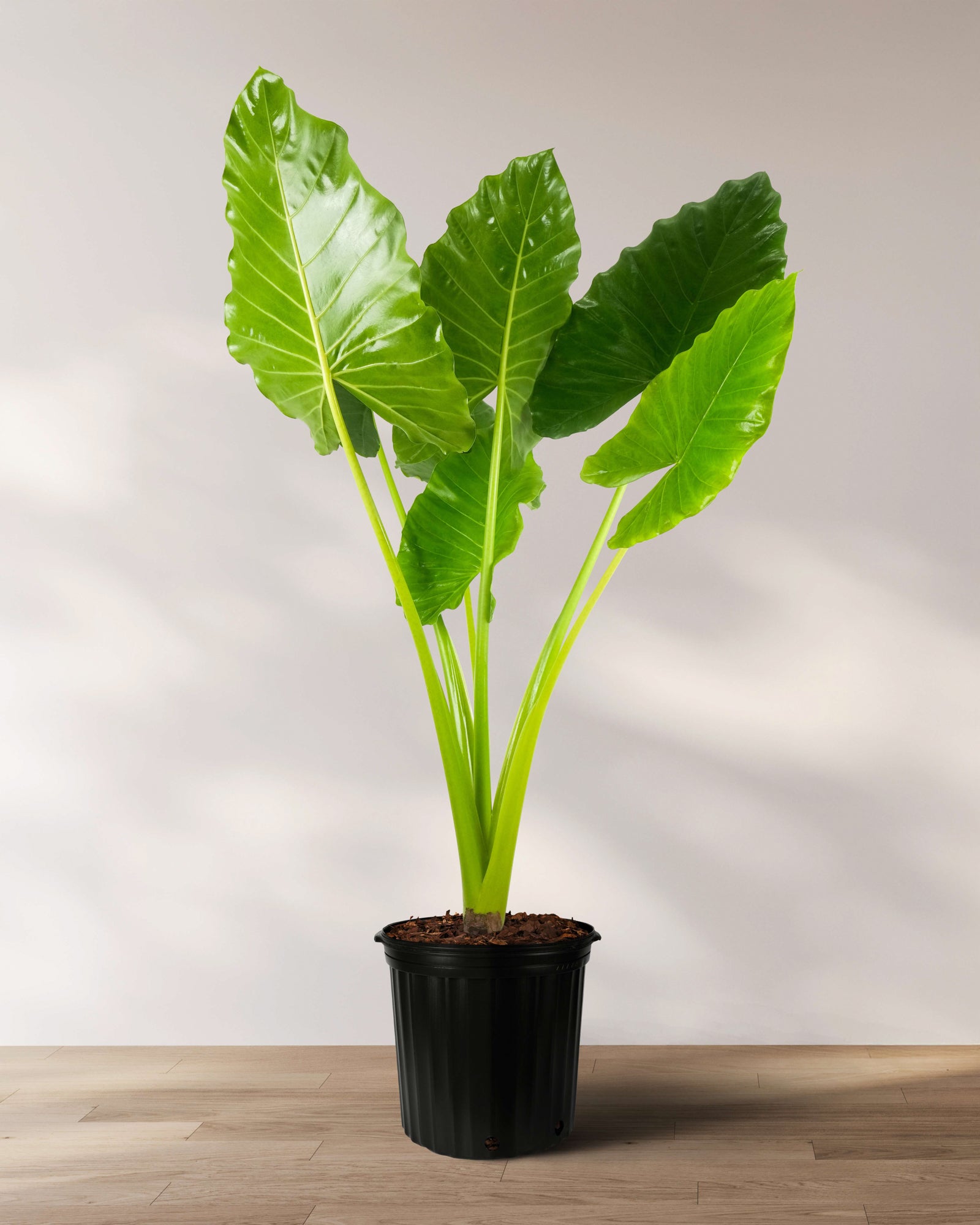 elephant ear plant in zone 5 Alocasia Borneo Giant Elephant Ear, Live Tropical Plant