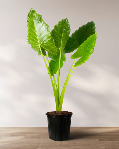 giant elephant ear plants for sale near me Alocasia Borneo Giant Elephant Ear