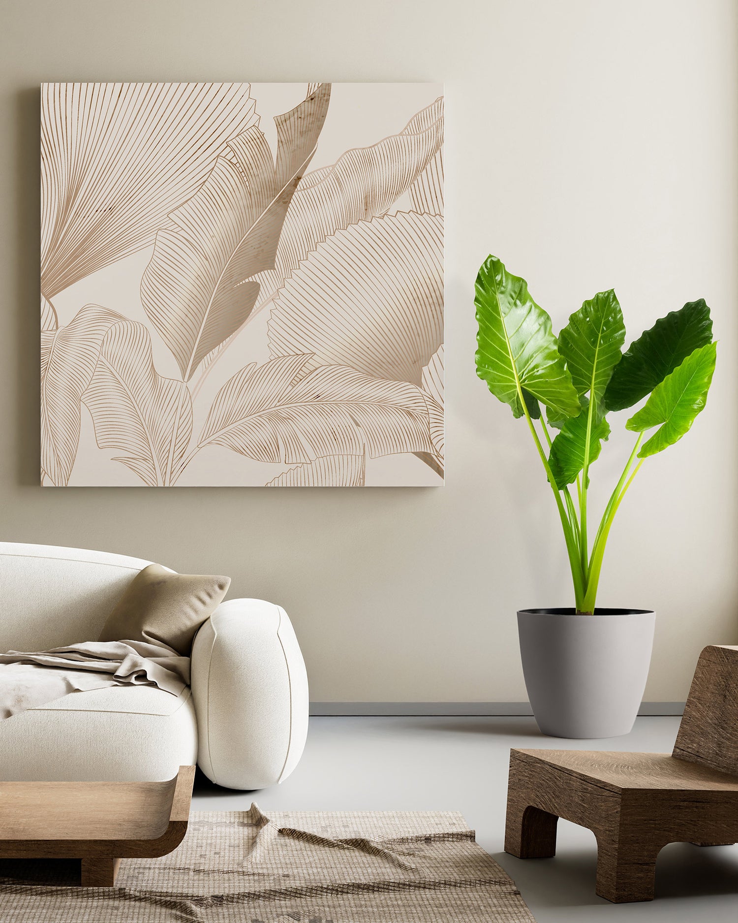 Alocasia Borneo Giant Elephant Ear, Live Tropical Plant.