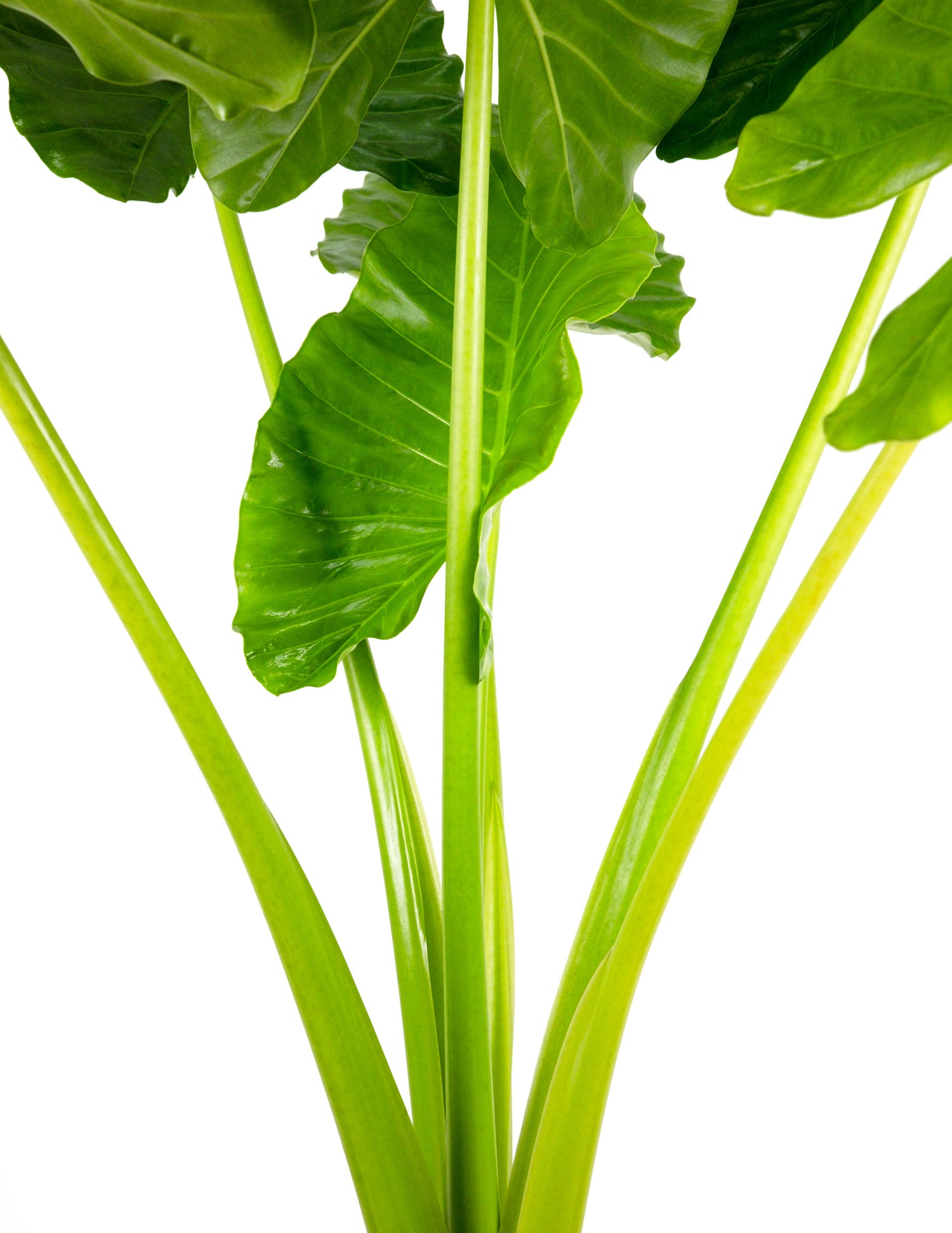Alocasia Borneo Giant Elephant Ear, Live Tropical Plant.