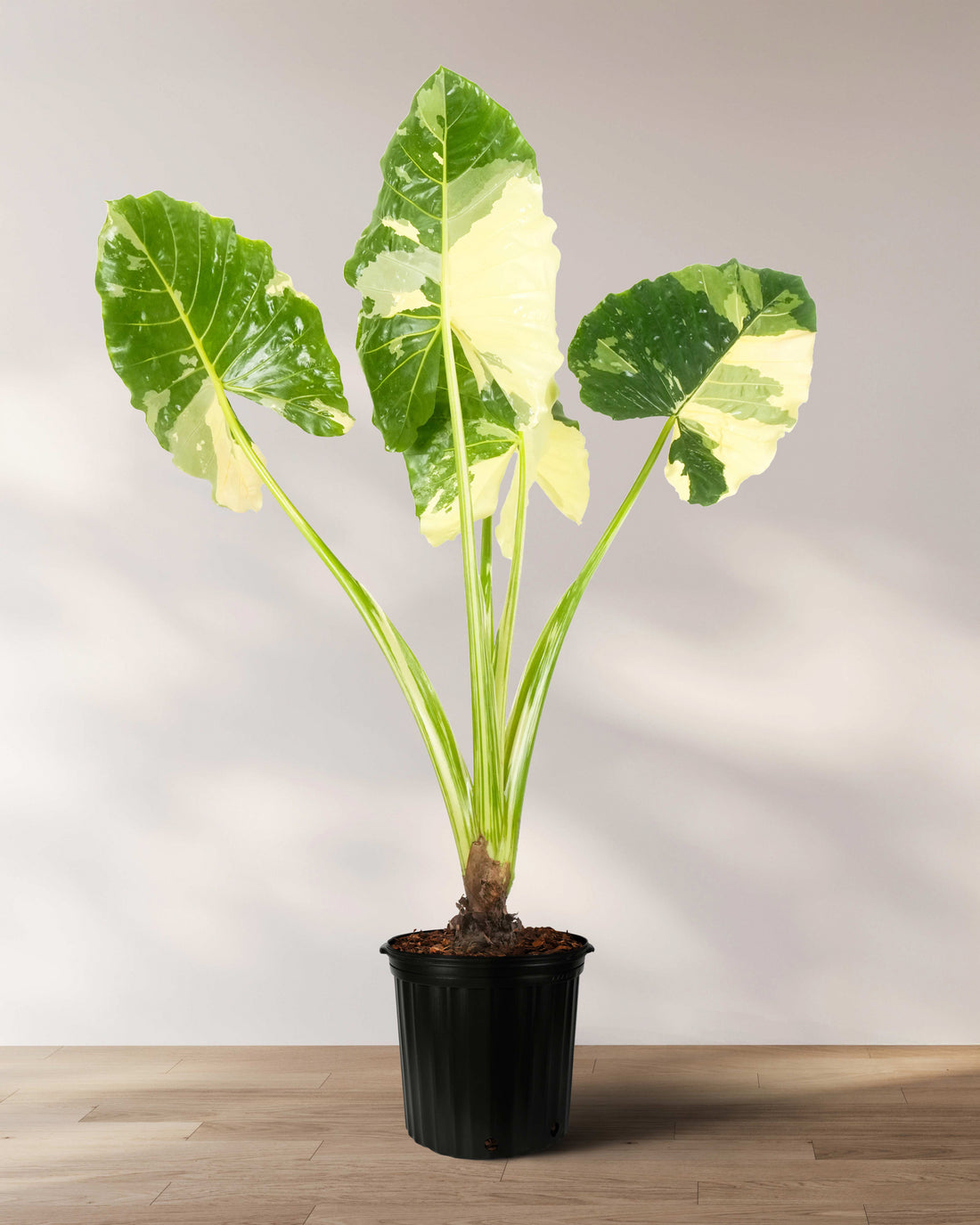 Alocasia Macrorrhiza Variegata, Collectors Rare And Exotic.