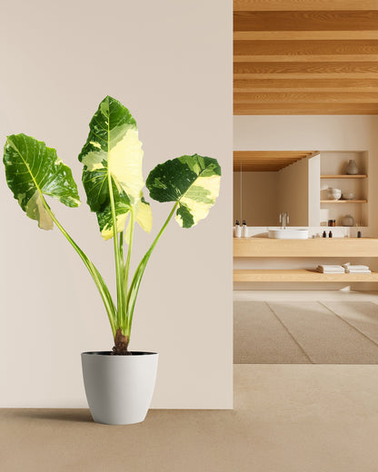 alocasia companion plants indoor Alocasia Macrorrhiza Variegata, Collectors Rare And Exotic