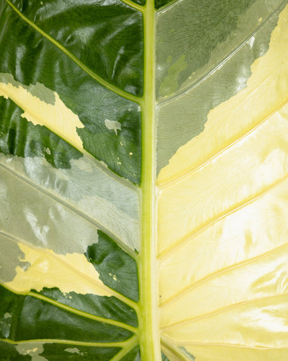 Alocasia Macrorrhiza Variegata, Collectors Rare And Exotic.