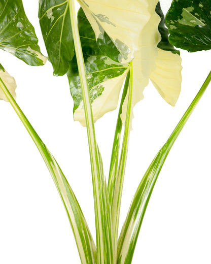 Alocasia Macrorrhiza Variegata, Collectors Rare And Exotic.