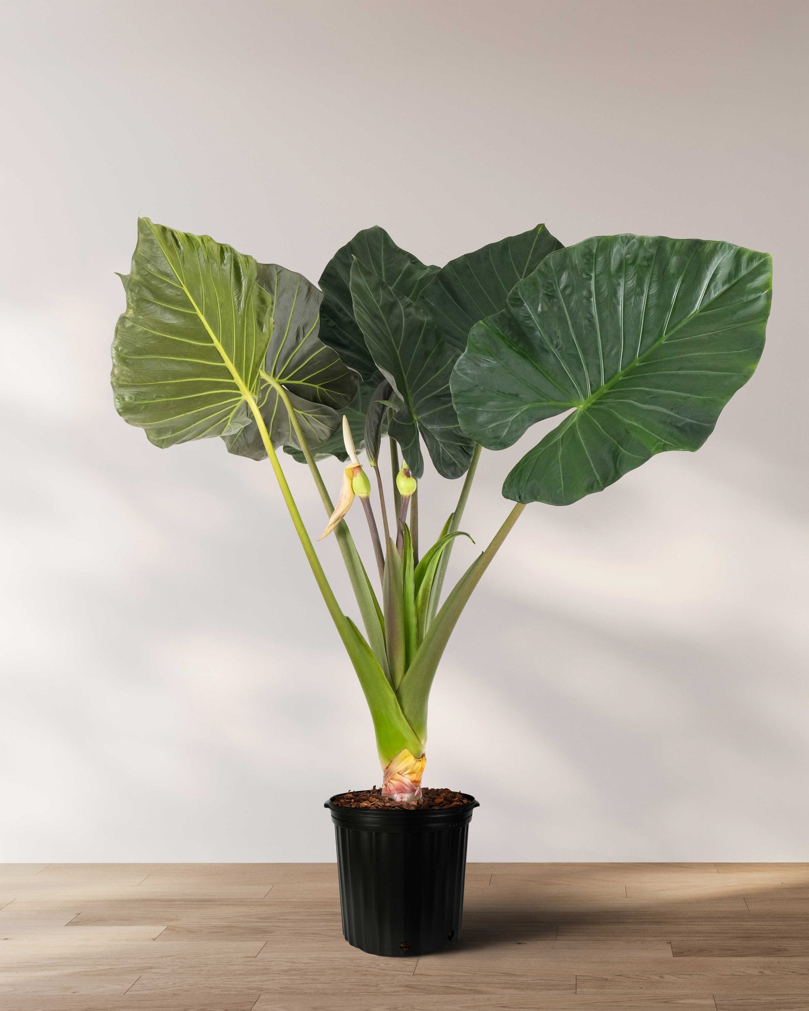 Alocasia Regal Shields, Elephant Ears Live Tropical Plant