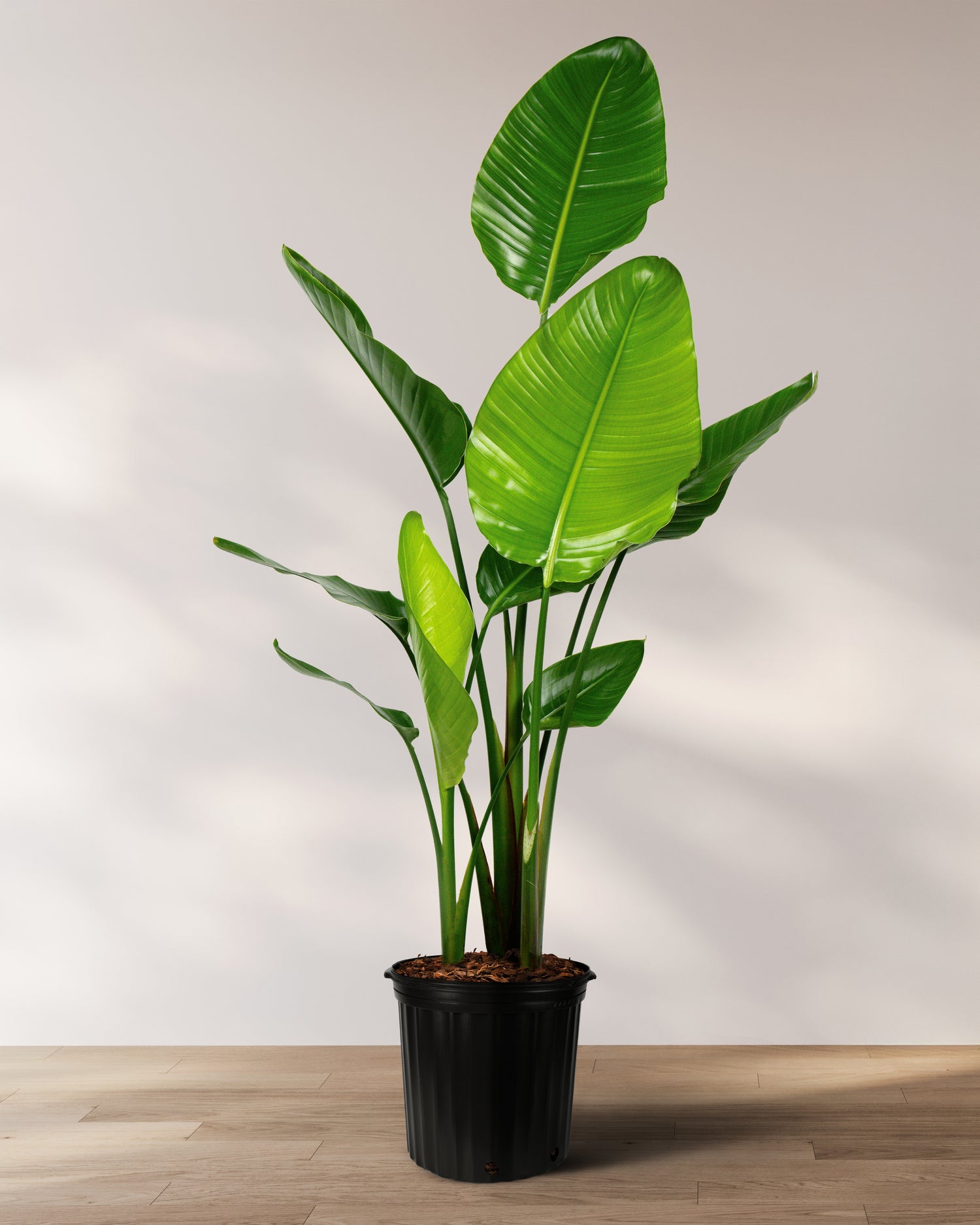 Bird of Paradise White, Strelitzia Nicolai