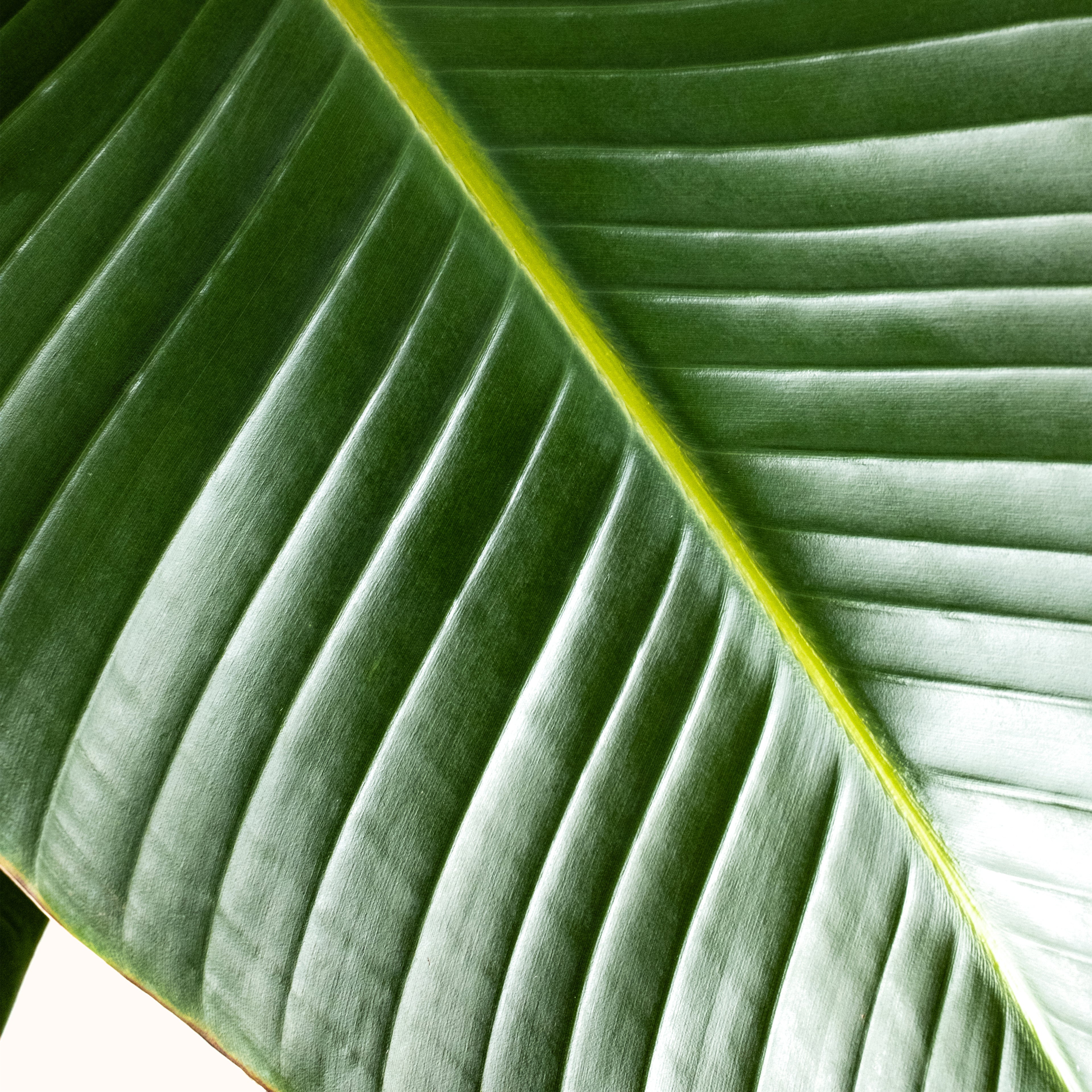 Bird of Paradise White, Strelitzia Nicolai