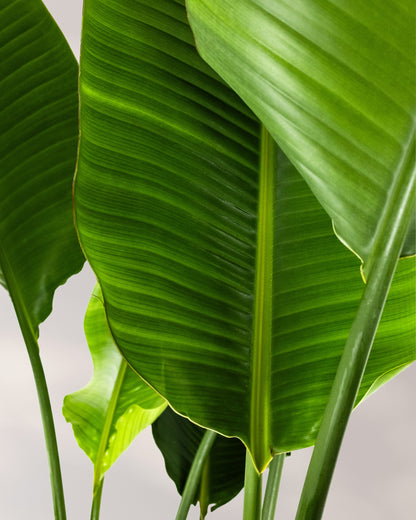 Bird of Paradise White, Strelitzia Nicolai