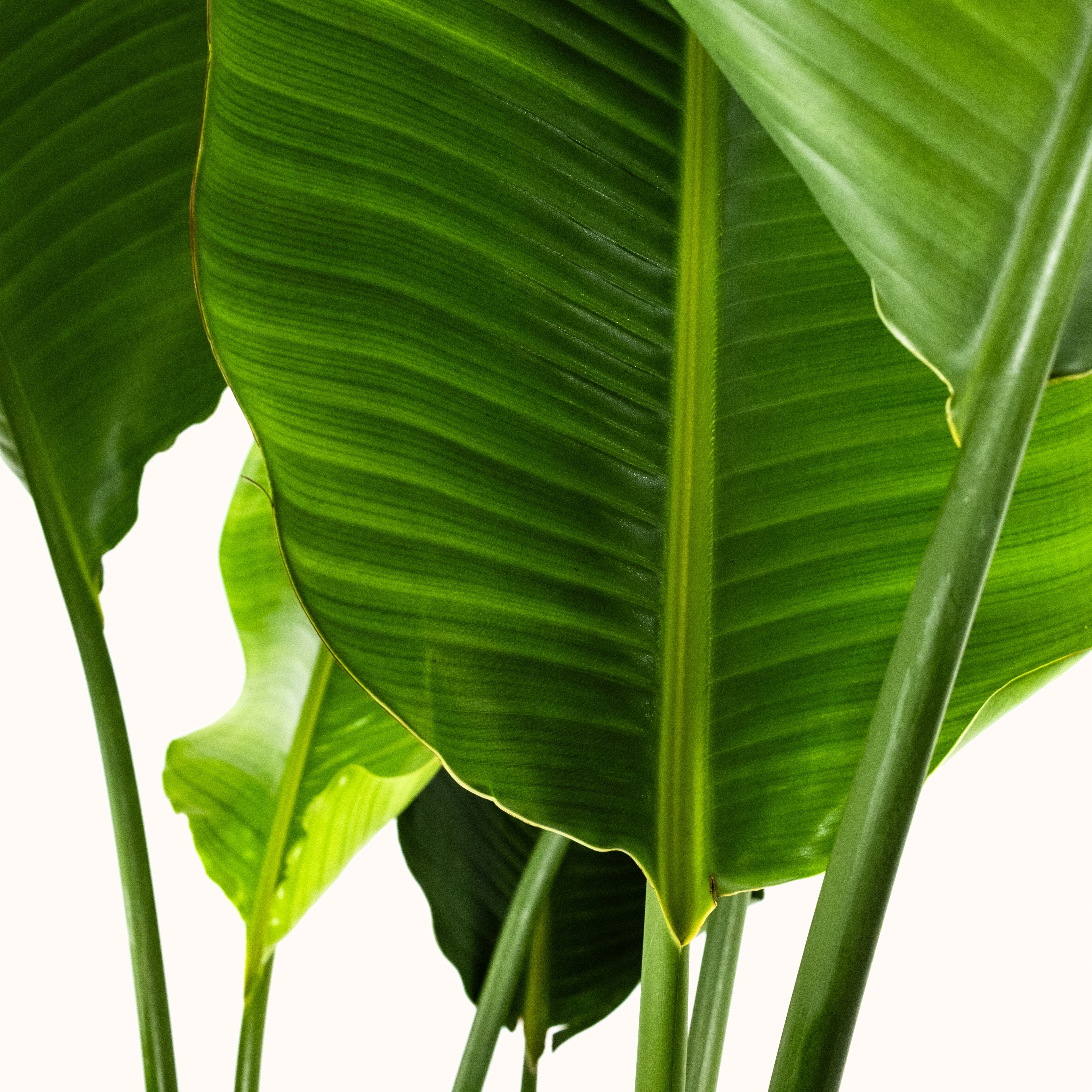 Bird of Paradise White, Strelitzia Nicolai