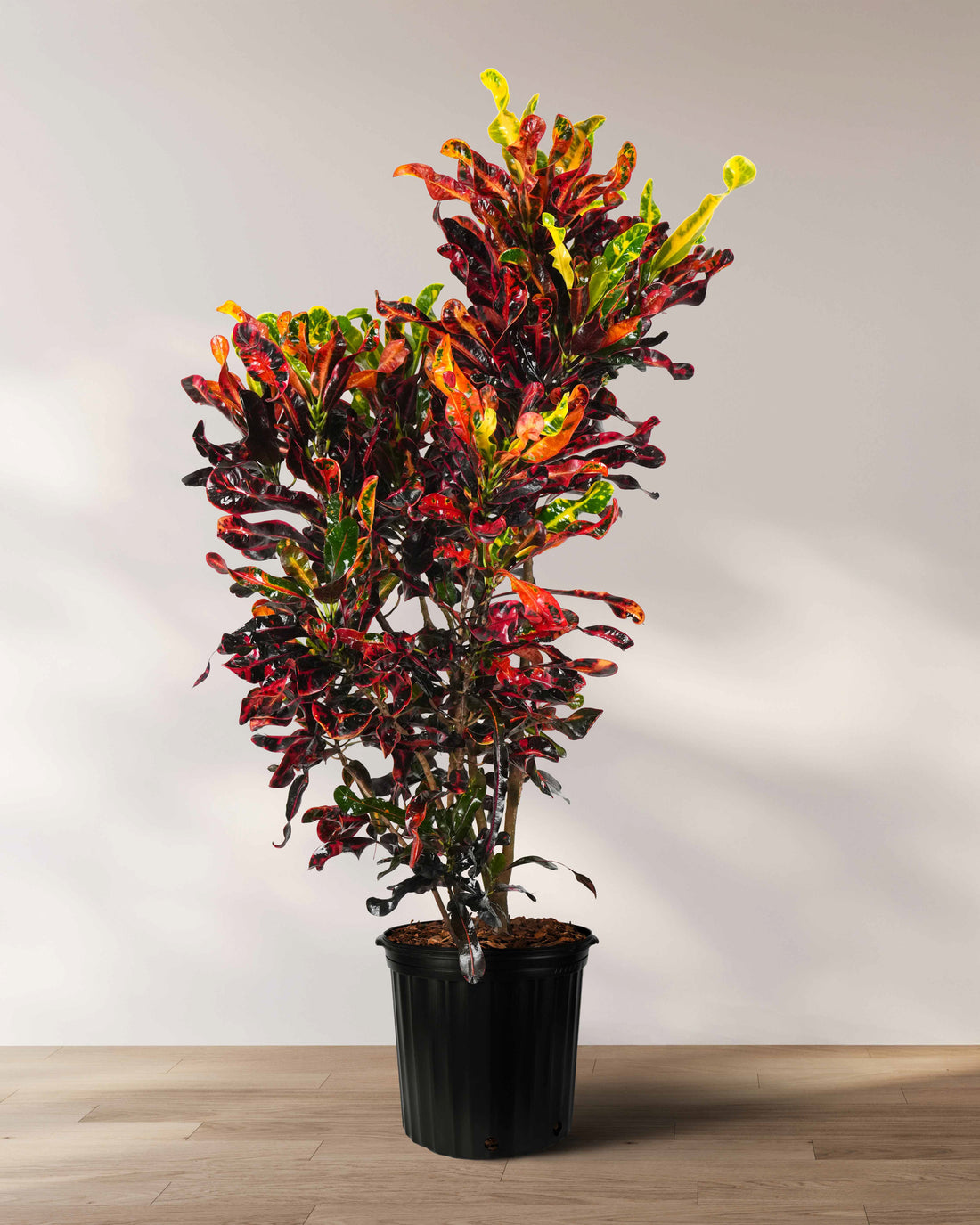 Croton Mammy Red, Mammey Live Tropical Plant Indoor or Outdoor