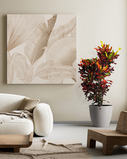 Croton Mammy Red, Mammey Live Tropical Plant Indoor or Outdoor