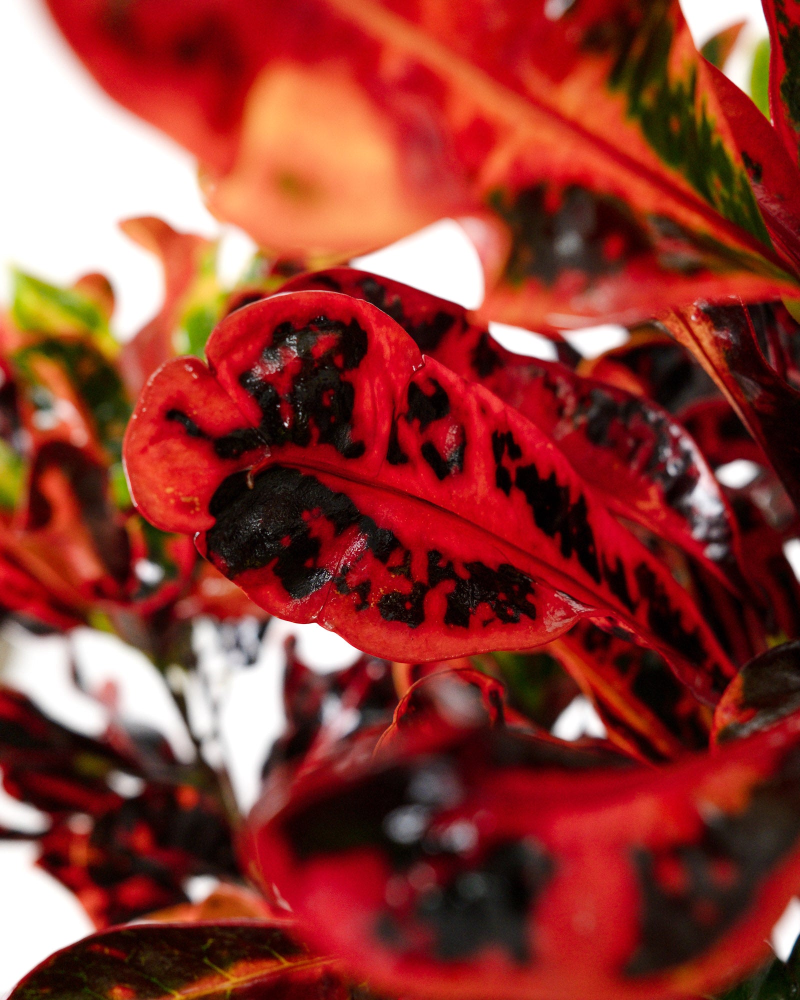 Croton Mammy Red, Mammey Live Tropical Plant Indoor or Outdoor
