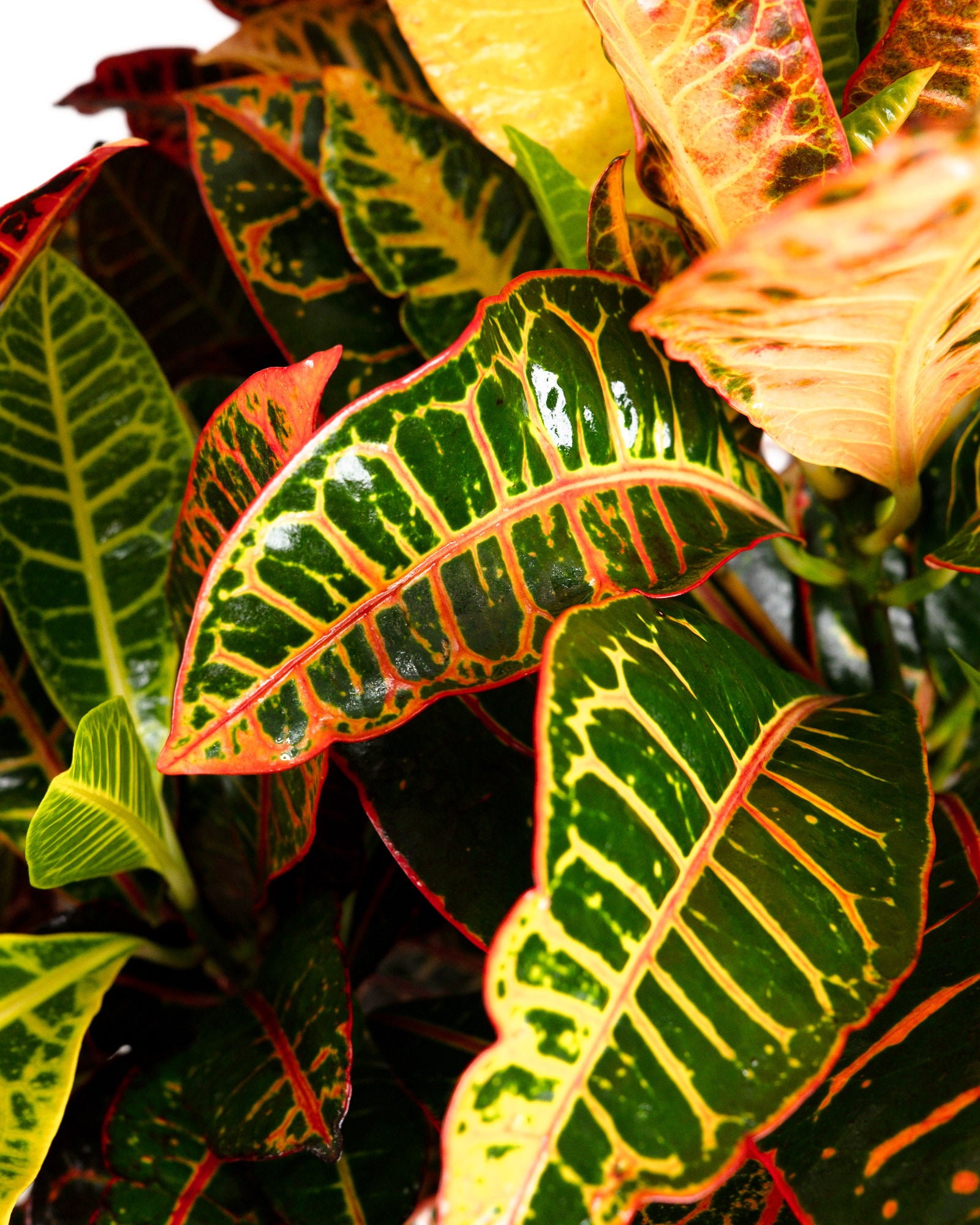 Croton Petra, Codiaeum Variegatum, Live Indoor Plant