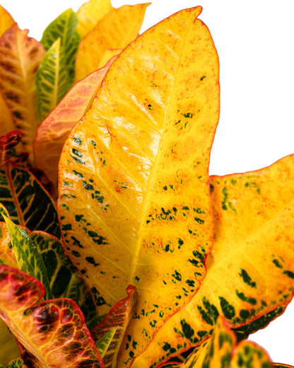 Croton Petra, Codiaeum Variegatum, Live Indoor Plant