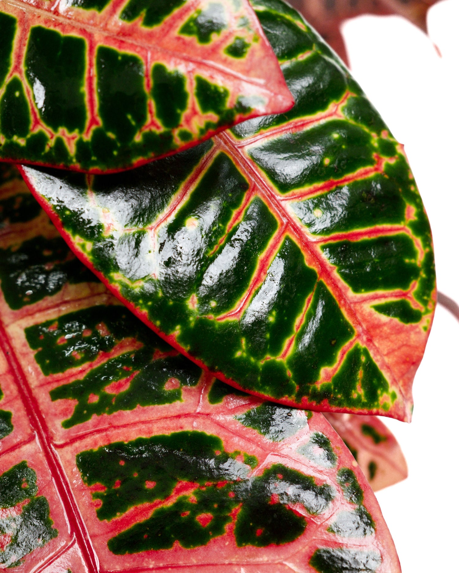 Croton Petra, Codiaeum Variegatum, Live Indoor Plant