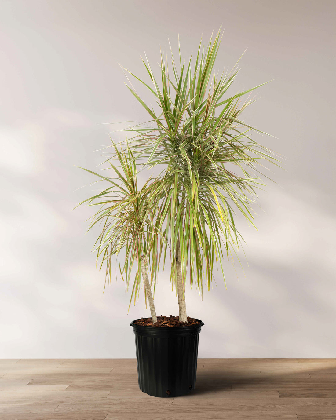 Dracaena Dragon Tree Bicolor, Tree Form