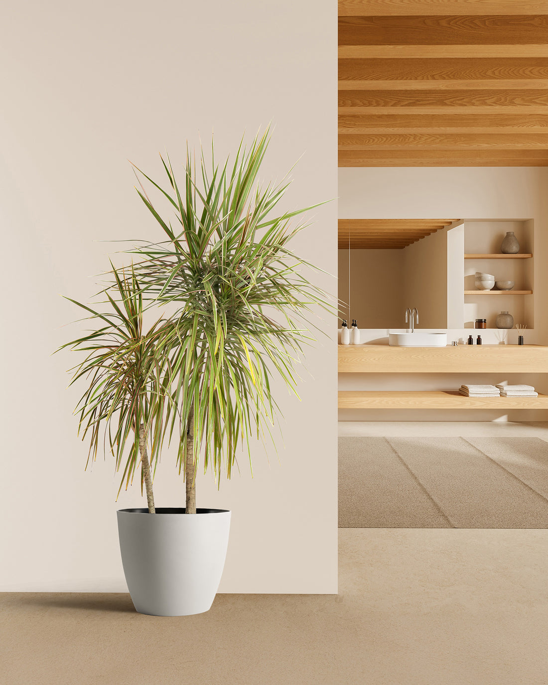 Dracaena Dragon Tree Bicolor, Tree Form