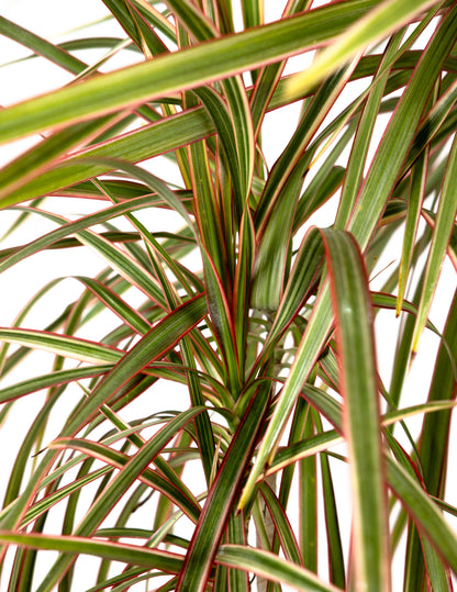 Dracaena Dragon Tree Bicolor, Tree Form