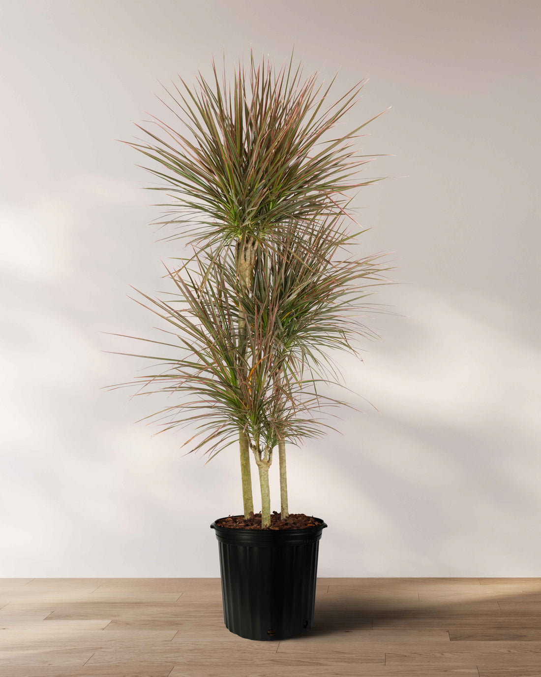 Dracaena Dragon Tree Colorama, Tree Form