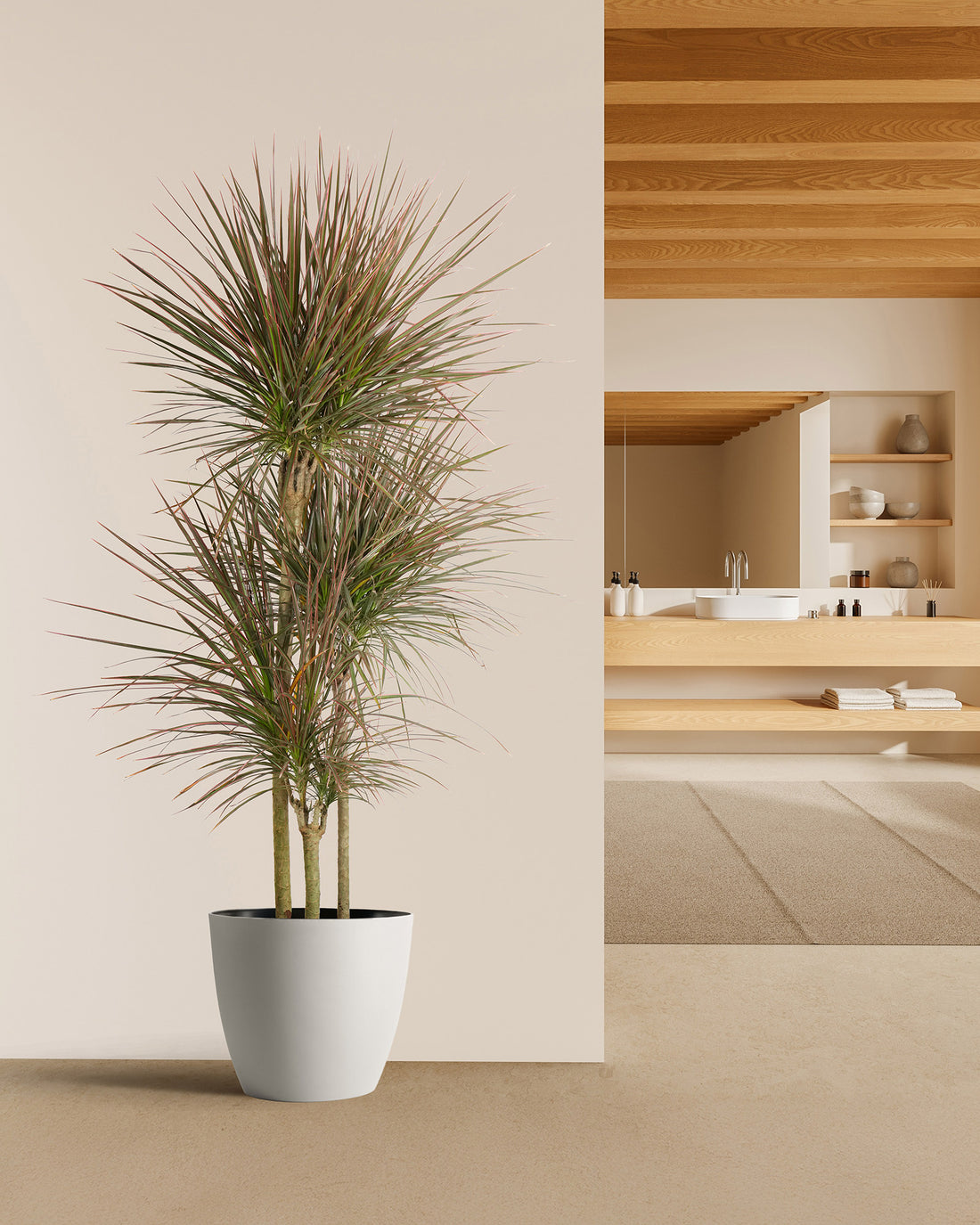 Dracaena Dragon Tree Colorama, Tree Form