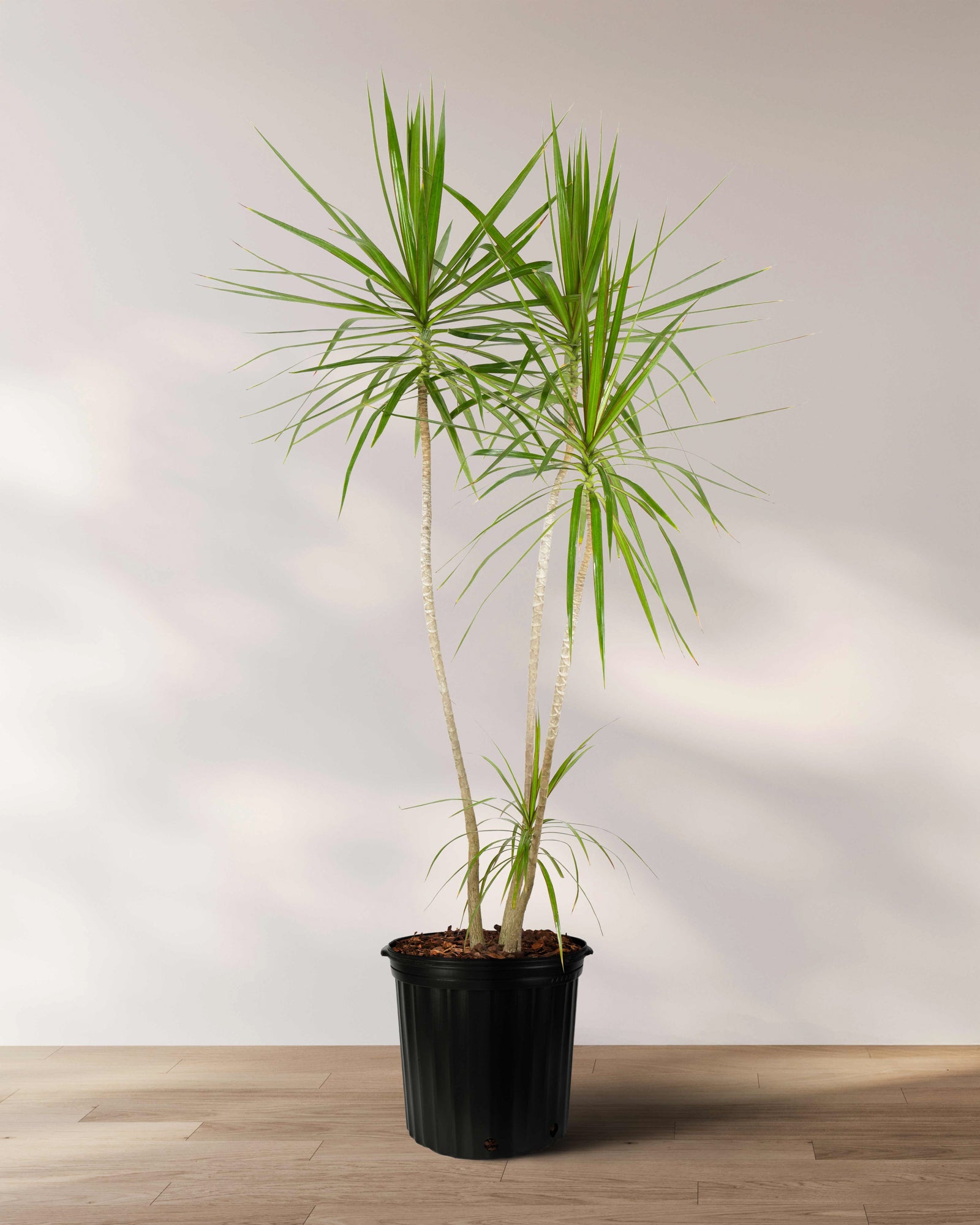 Dracaena Dragon Tree Green, Tree Form