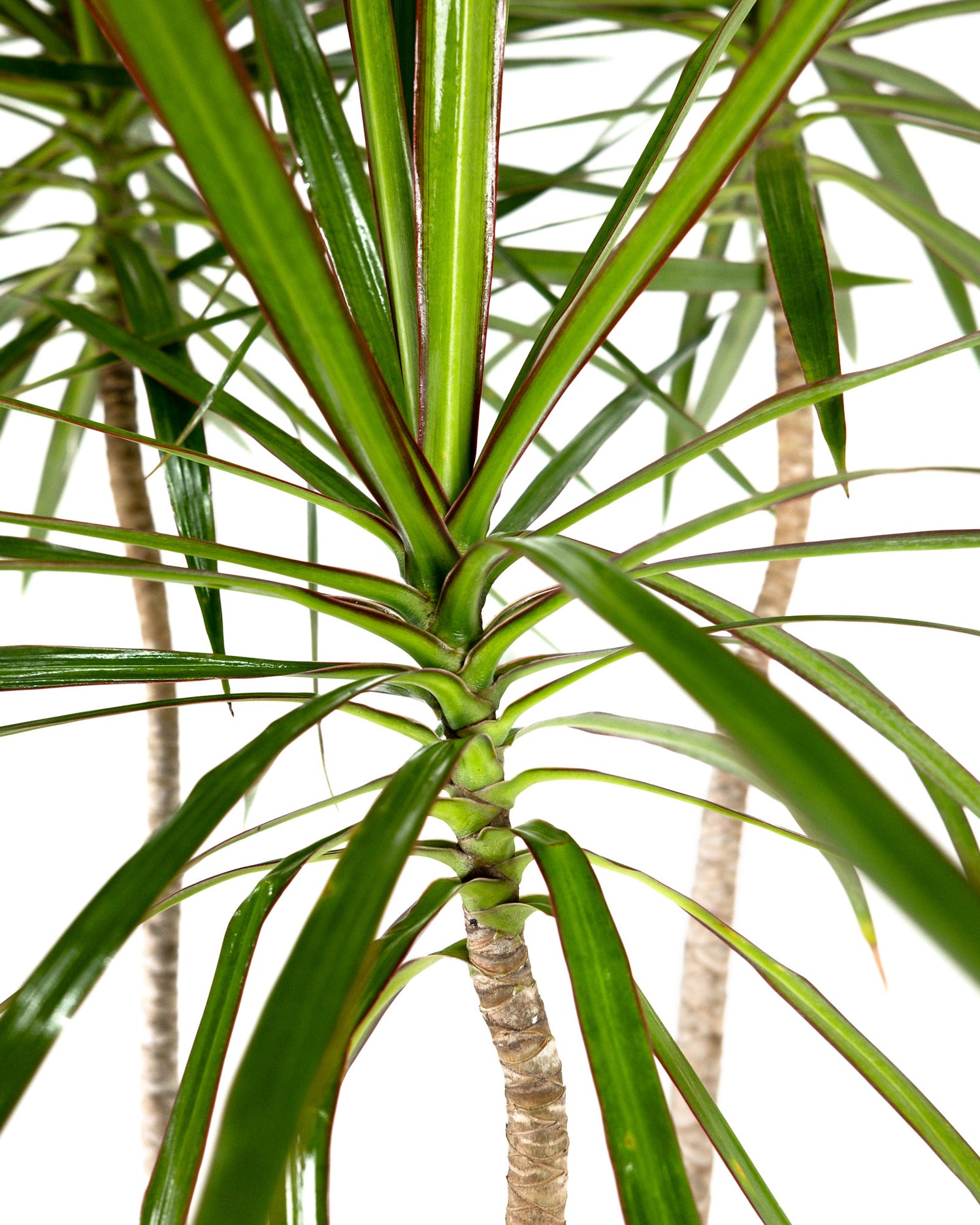 Dracaena Dragon Tree Green, Tree Form