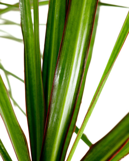 Dracaena Dragon Tree Green, Tree Form