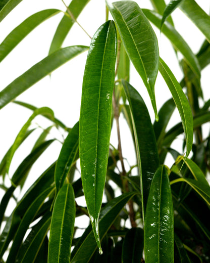 Ficus Alii Tree Form Single Stem, Ficus Maclellandii