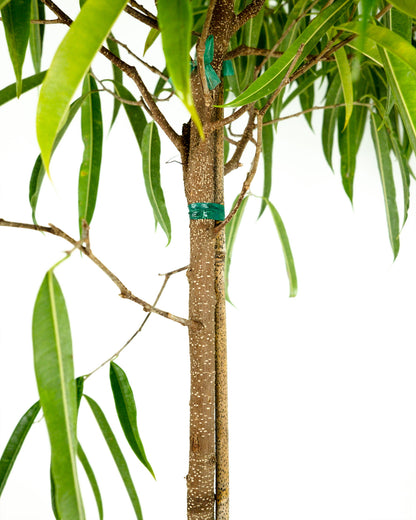 Ficus Alii Tree Form Single Stem, Ficus Maclellandii