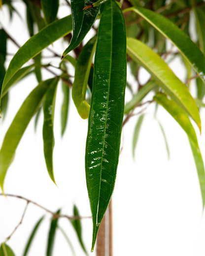 Ficus Alii Tree Form Single Stem, Ficus Maclellandii