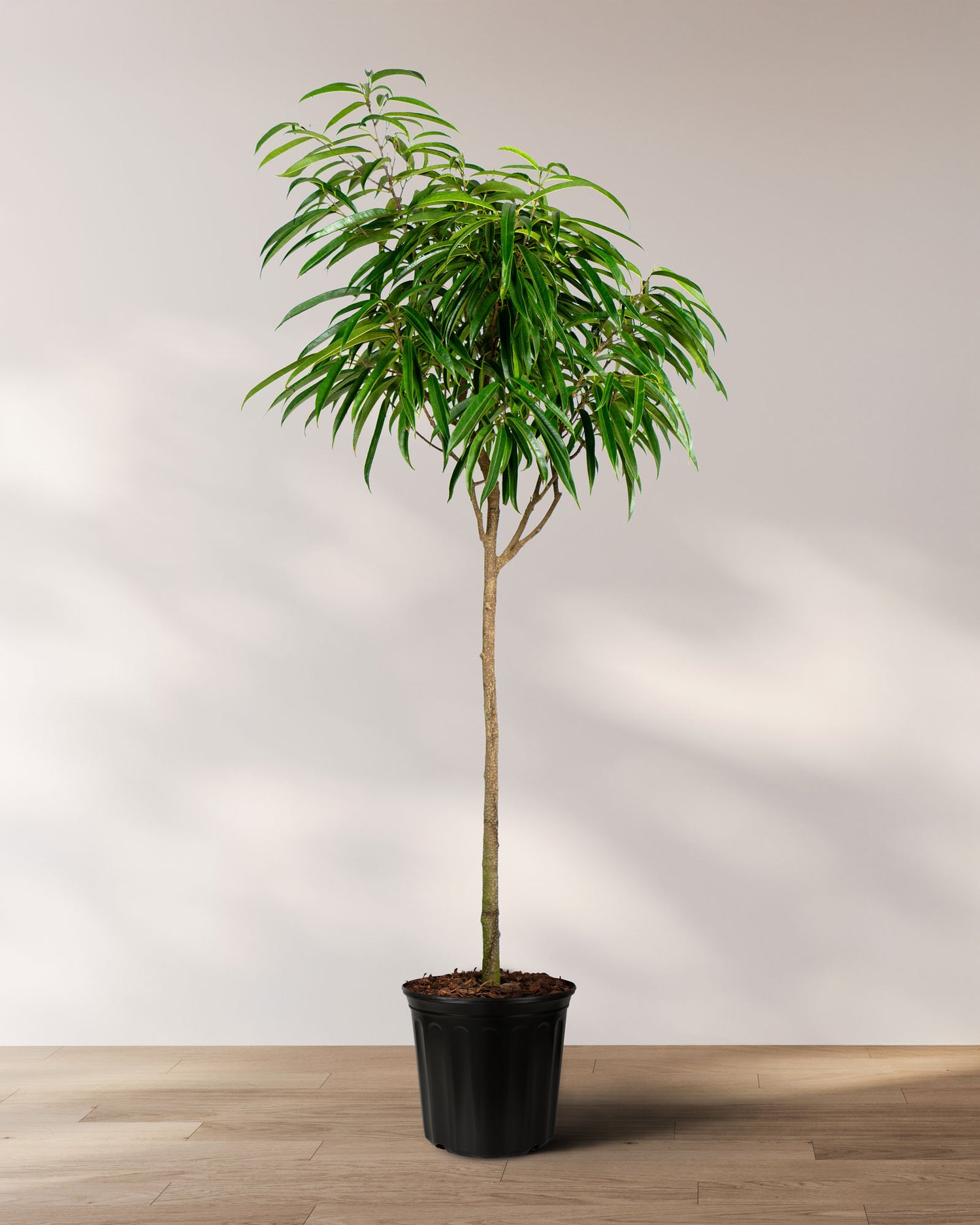 Ficus Alii Tree Form Single Stem, Ficus Maclellandii