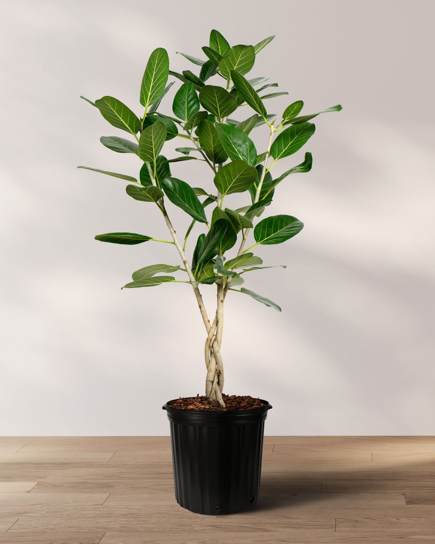 ficus audrey pot size Braided Ficus Audrey Tree Form Multi Stem, Bengal Fig