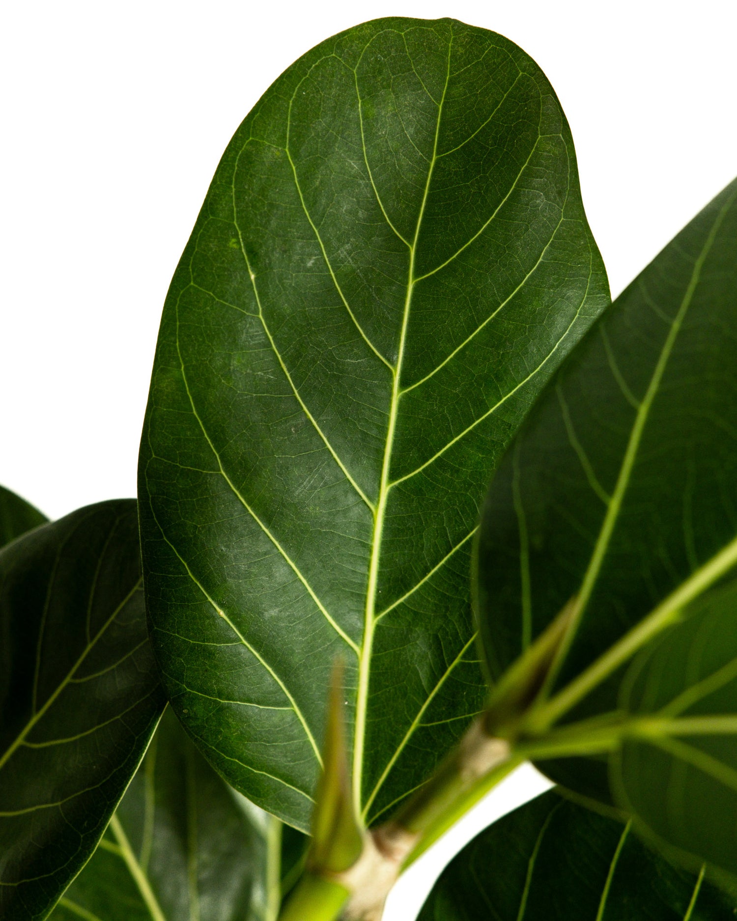 ficus audrey brown leaf tips Braided Ficus Audrey Tree Form