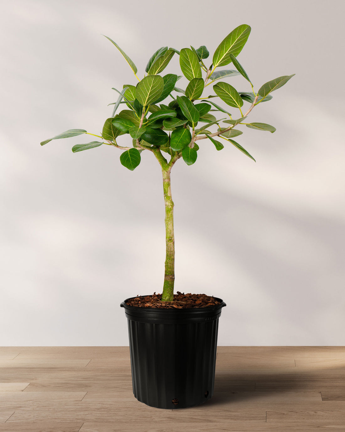 Ficus Audrey Tree Form Single Stem, Ficus Benghalensisis Bengal Fig