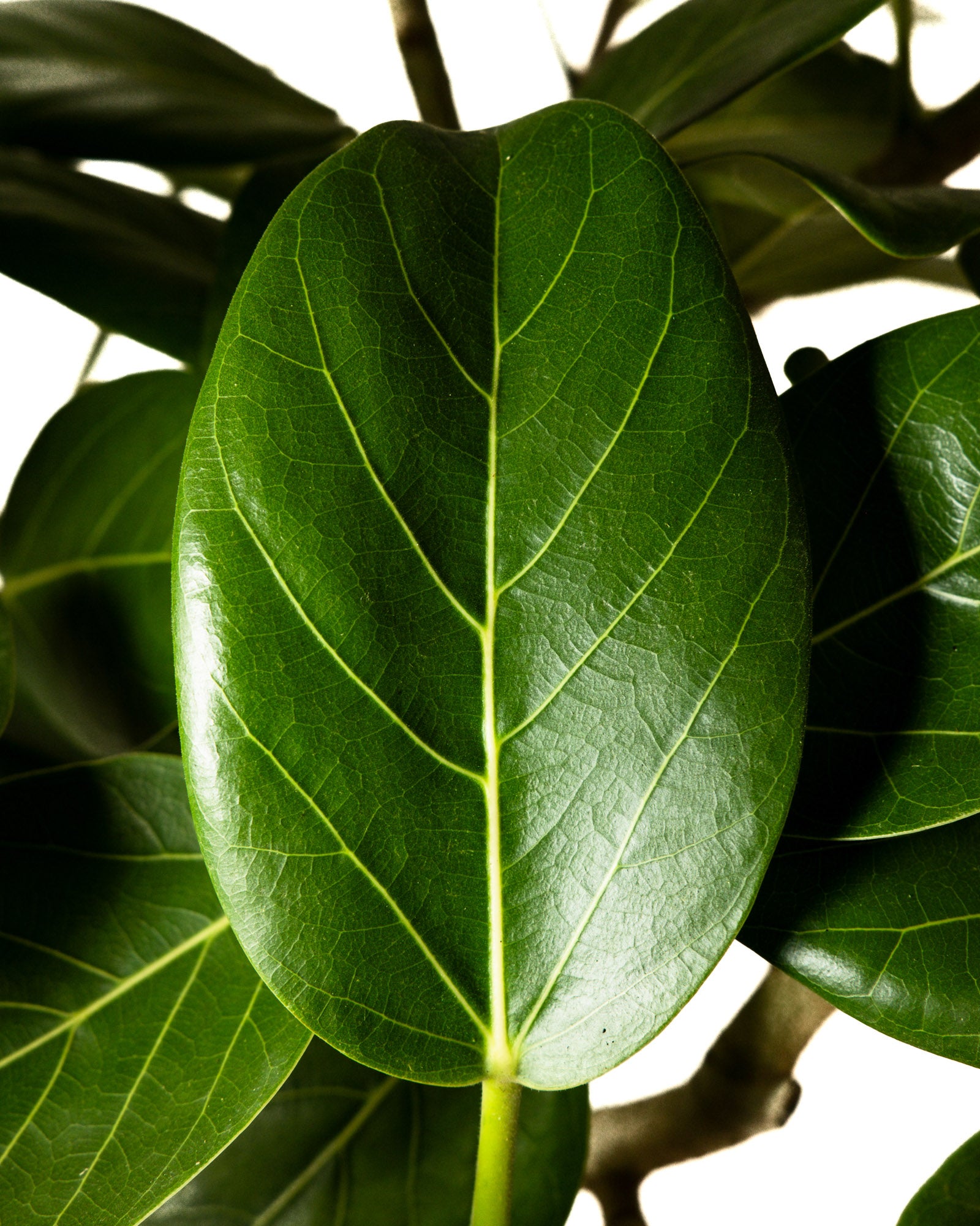 fiddle leaf fig audrey Shop Our Ficus Audrey Tree - Bengal Tree