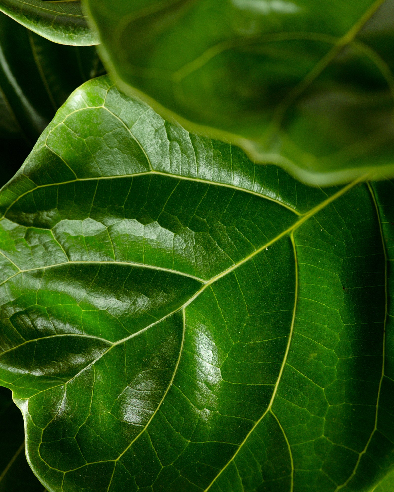 Ficus Bambino Tree Form Single Stem, Fiddle Leaf Fig Tree