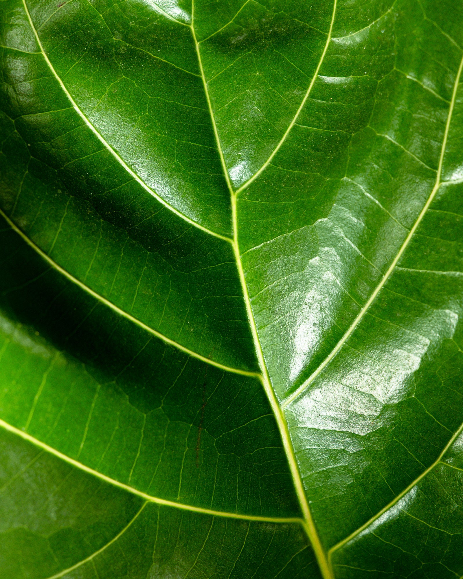 Ficus Bambino Tree Form Single Stem, Fiddle Leaf Fig Tree