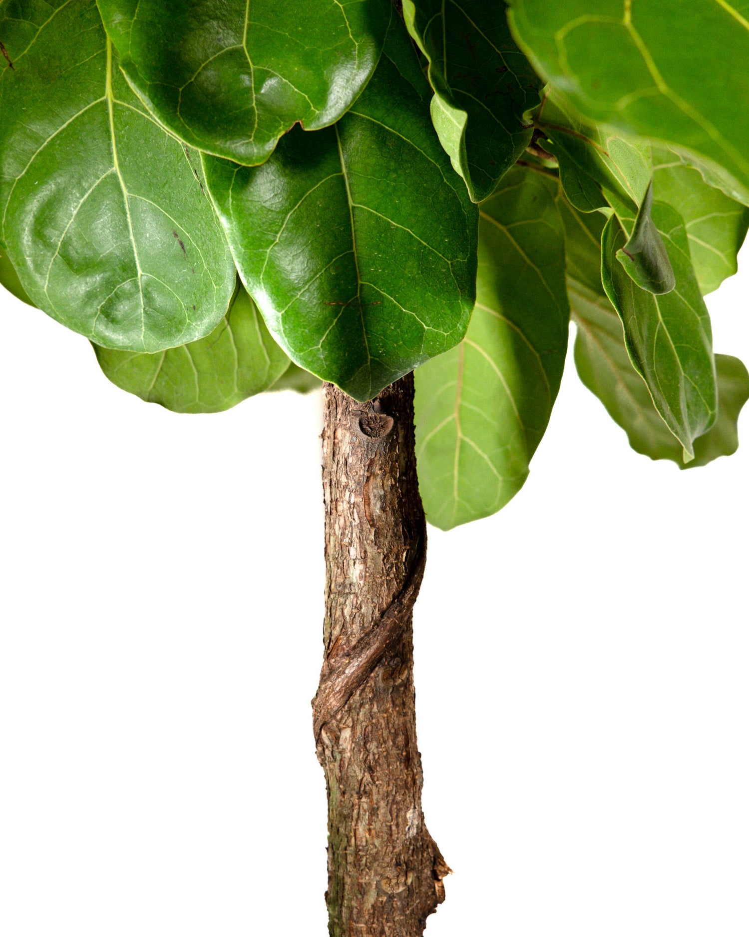 Ficus Bambino Tree Form Single Stem, Fiddle Leaf Fig Tree