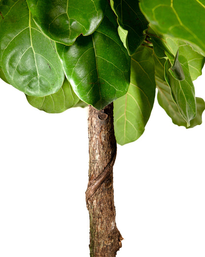 Ficus Bambino Tree Form Single Stem, Fiddle Leaf Fig Tree