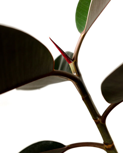 Braided Ficus Tree Form Multi Stem, Rubber Tree Close up view leaf
