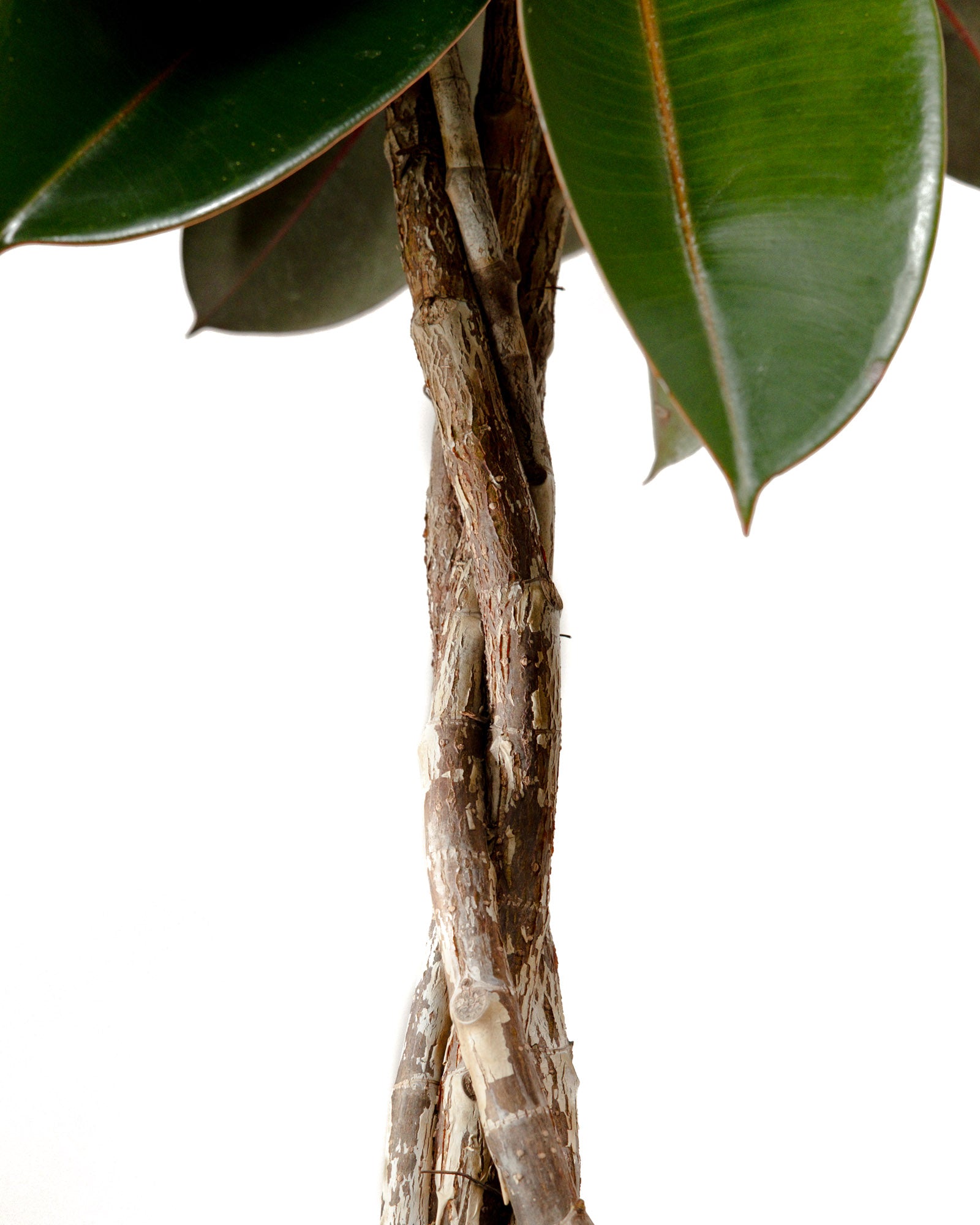 Large Braided Ficus Tree Form Multi Stem, Rubber Tree Close up View Trunk