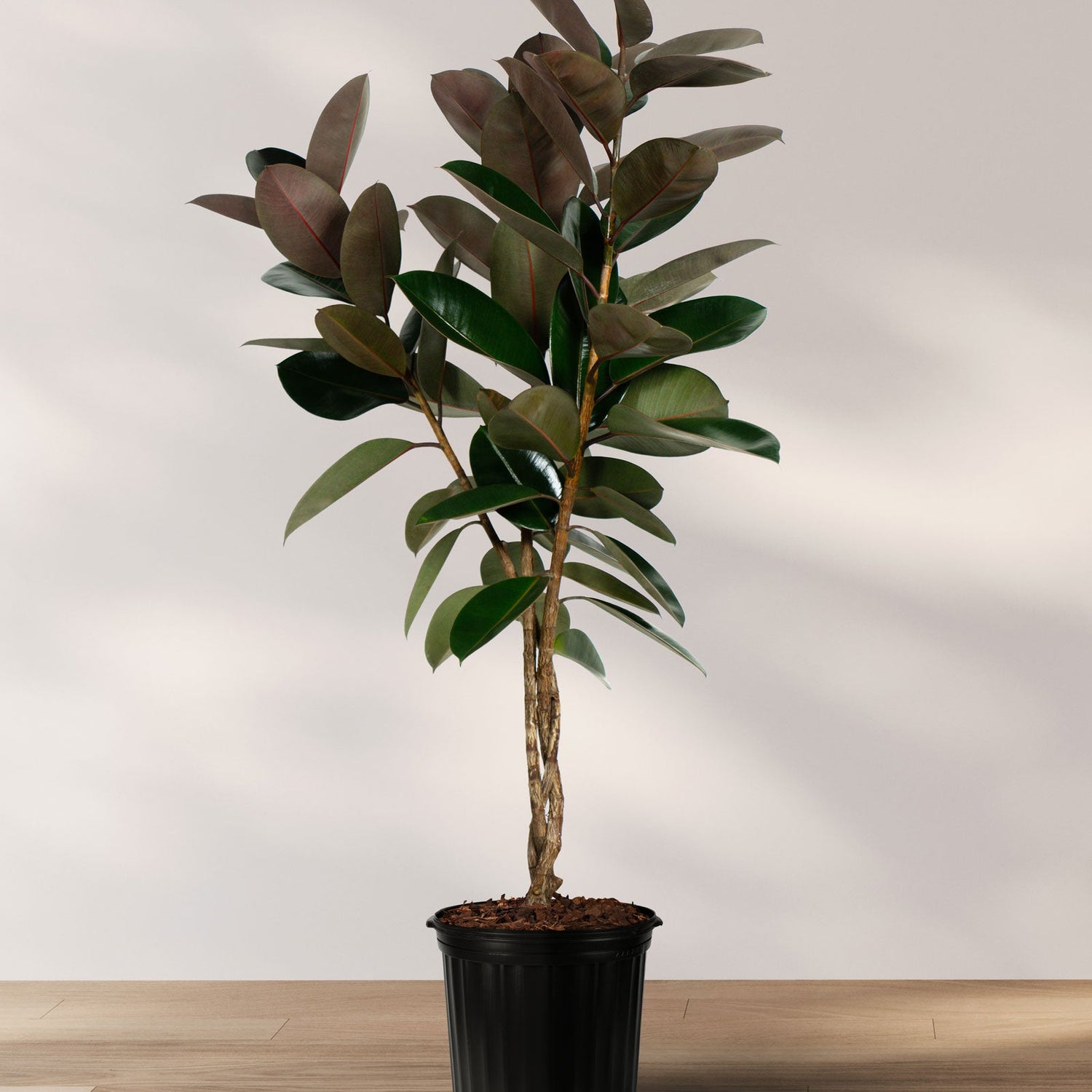 Large Braided Ficus Tree Form Multi Stem, Rubber Tree Nursery Pot 5gal