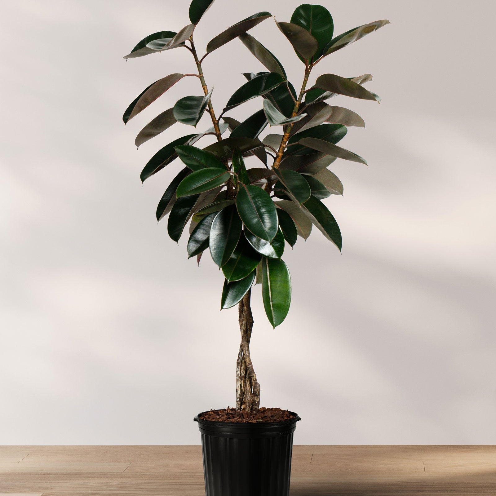 Large Braided Ficus Tree Form Multi Stem, Rubber Tree Nursery Pot 5gal