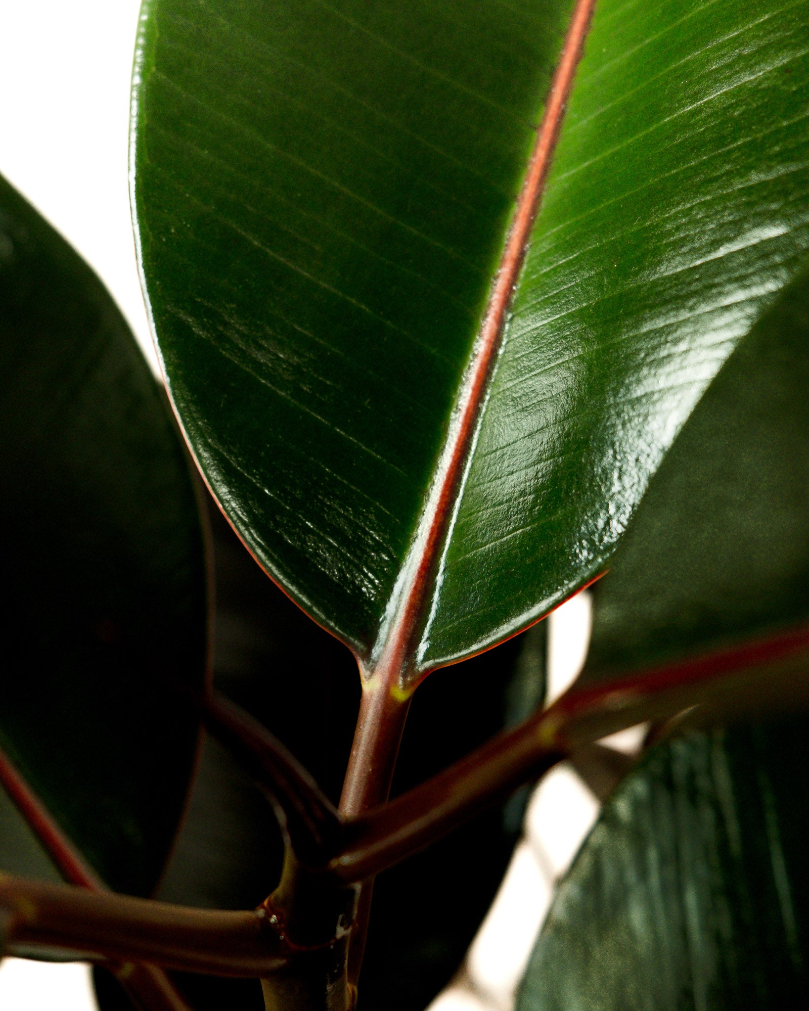 Braided Ficus Burgundy Tree From Multi Stem, Rubber Tree
