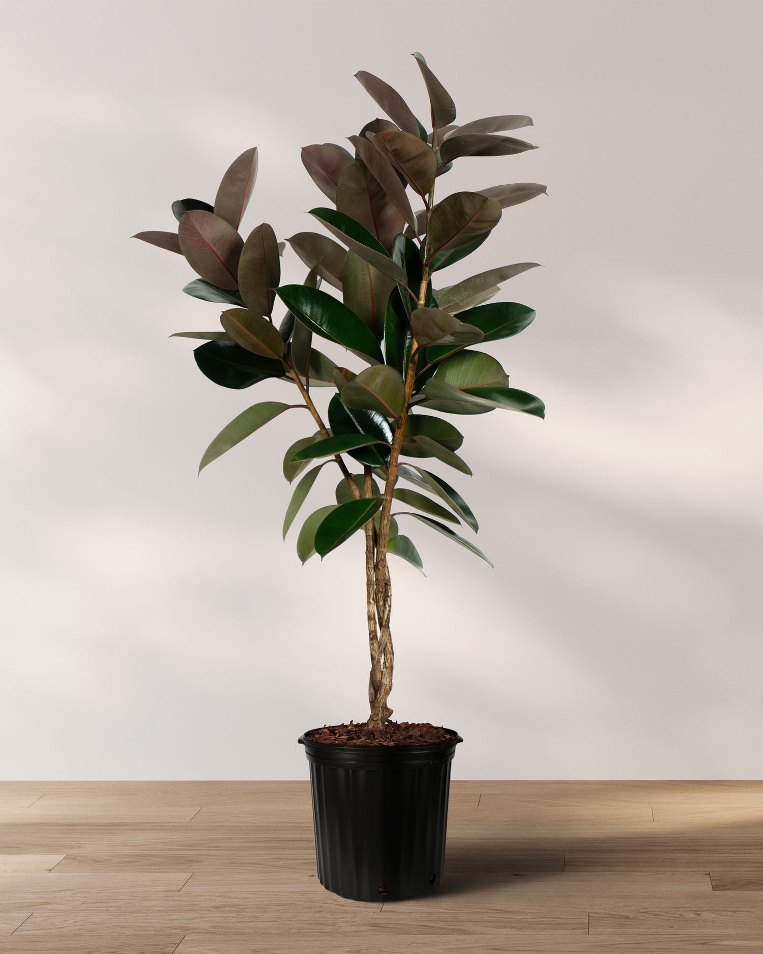 Braided Ficus Burgundy Tree From Multi Stem, Rubber Tree