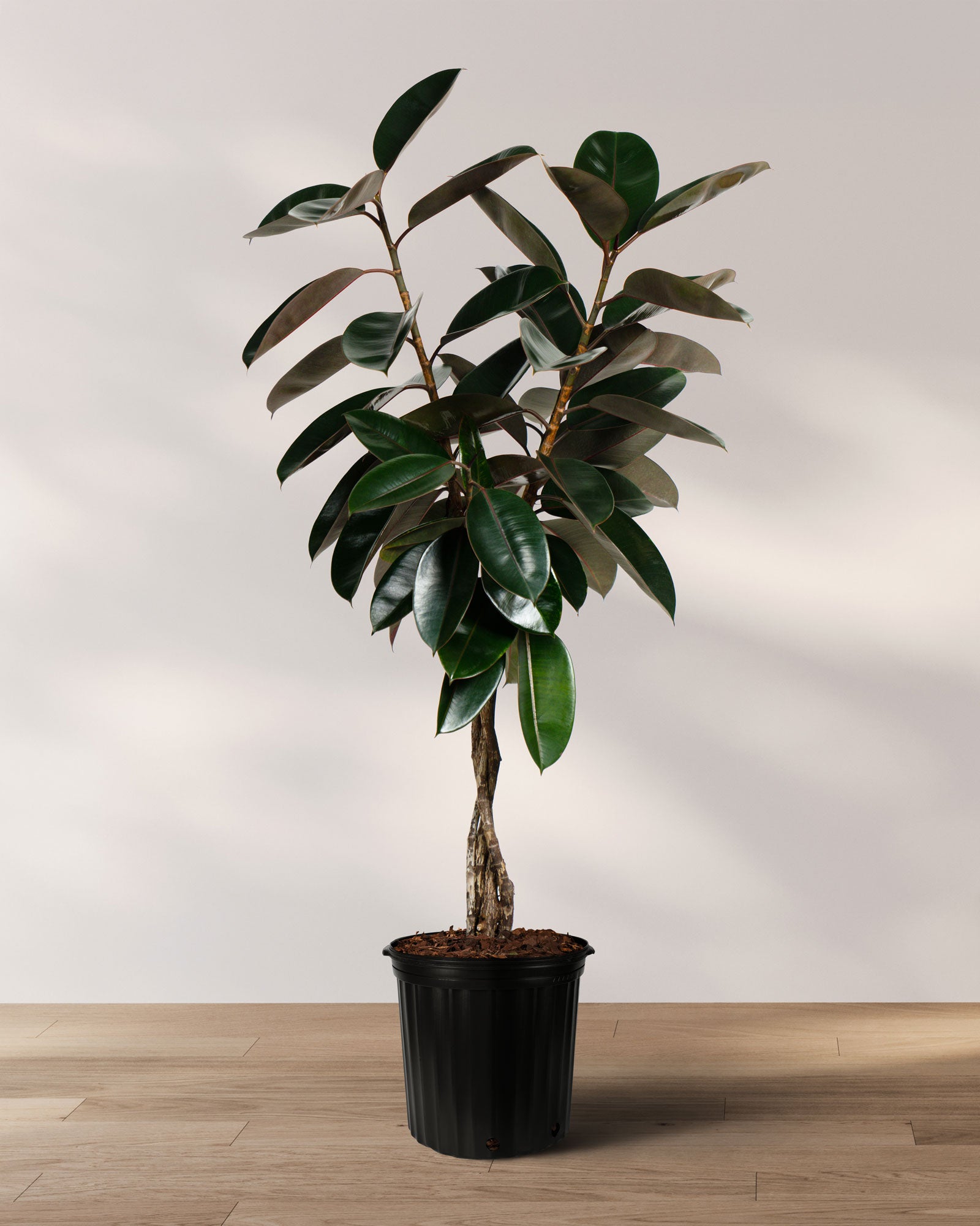 Braided Ficus Burgundy Tree From Multi Stem, Rubber Tree