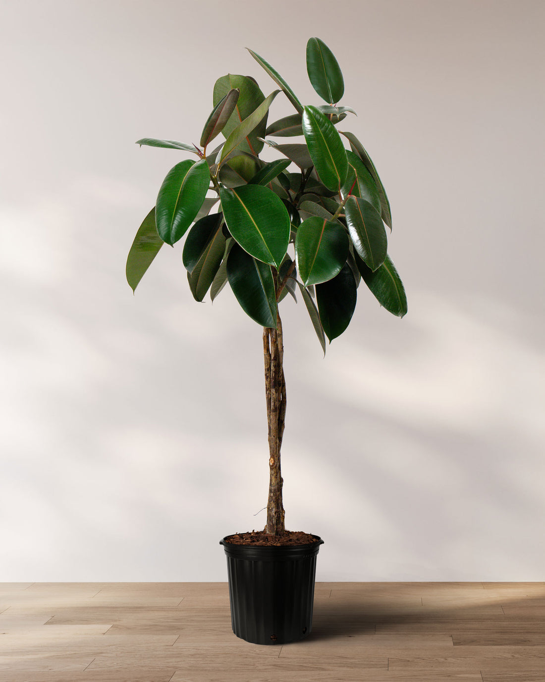 Braided Ficus Burgundy Tree From Multi Stem, Rubber Tree