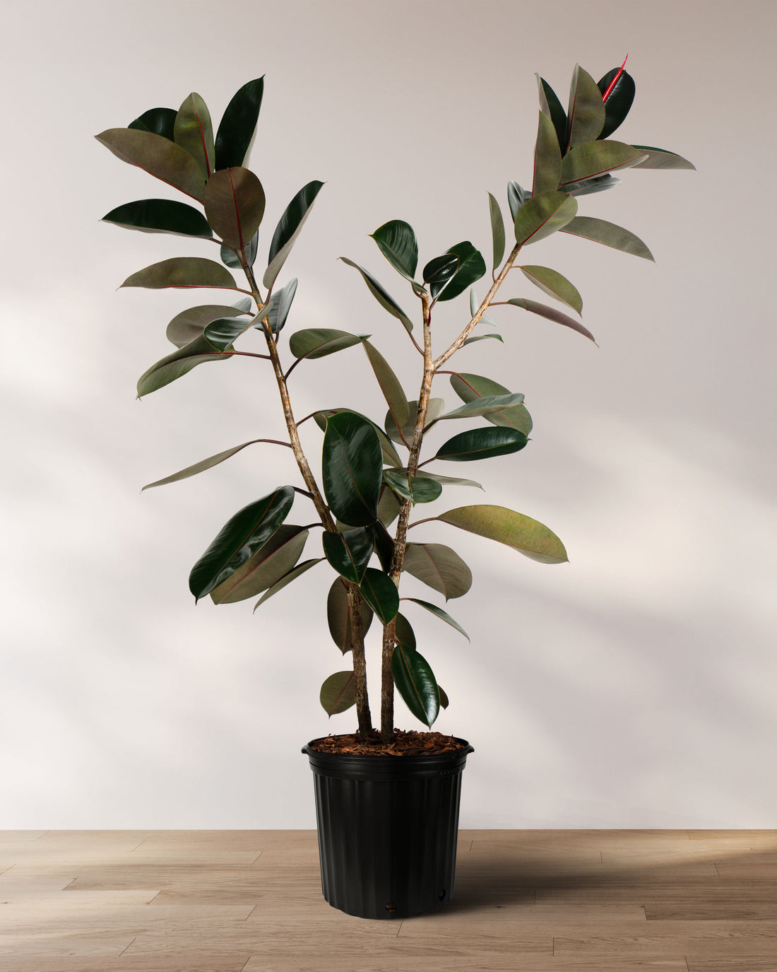 Ficus Burgundy Tree Form 2-Stem,  Rubber Tree